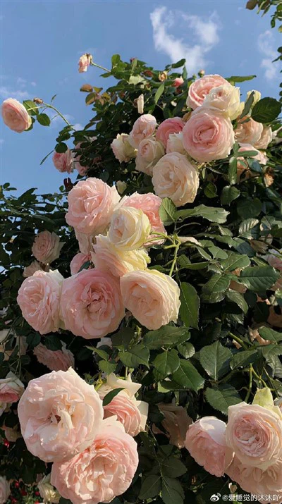 Tubo a spirale di quarzo